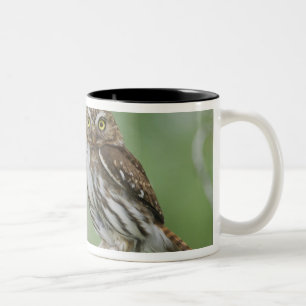 Rötliches Zwergkauz, Glaucidium brasilianum, 3 Zweifarbige Tasse