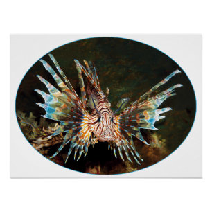 Rotlionfish, Raja Ampat - fotografisches Design Poster