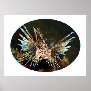 Rotlionfish, Raja Ampat - fotografisches Design Poster