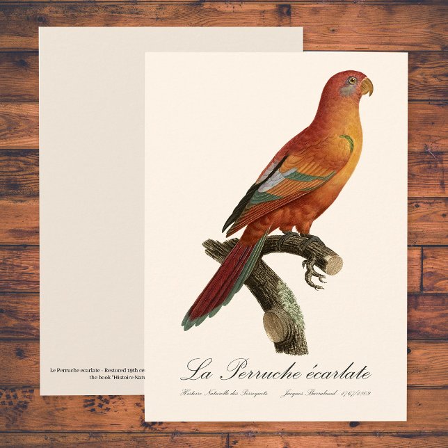 Rotlori oder Eos Bornea, Trichoglossus borneus Dankeskarte (Red Lory or Eos Bornea, Trichoglossus borneus. Thank You Card)