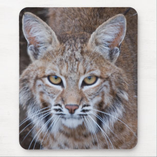 Rotluchs-Gesicht Mousepad