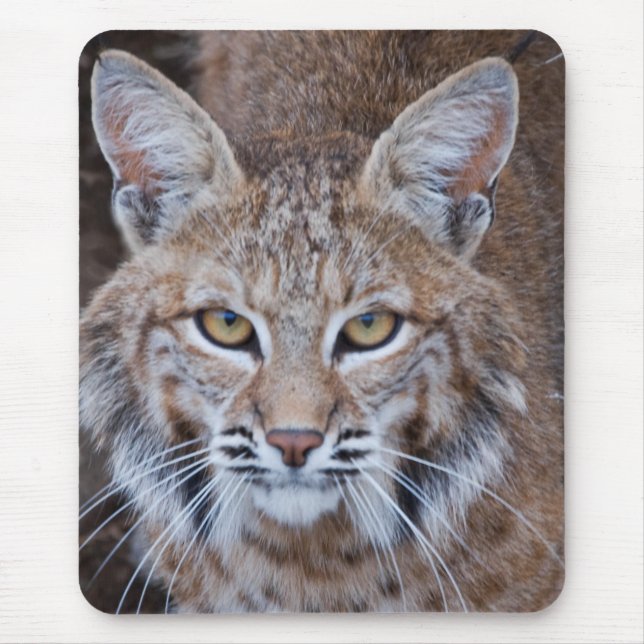 Rotluchs-Gesicht Mousepad (Vorne)