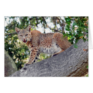 Rotluchs im Baum
