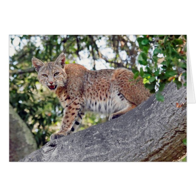 Rotluchs im Baum (Vorderseite (Horizontal))