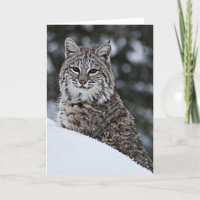 Rotluchs im Schnee
