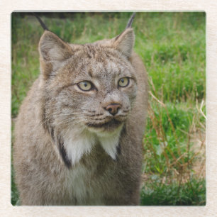 Rotluchs-Porträt Glasuntersetzer