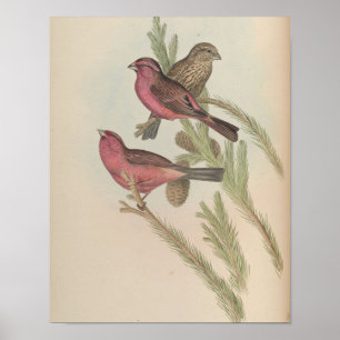 Rotmantelgrosbeak von John Gould Druck Poster