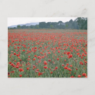 Rotmohnfeld, Kent, England, Blume Postkarte