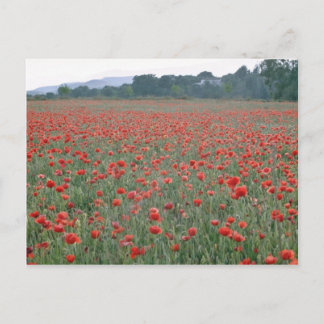 Rotmohnfeld, Kent, England, Blume Postkarte