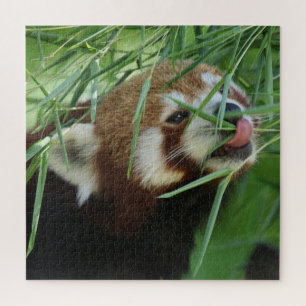 RotPanda 2020-03-03