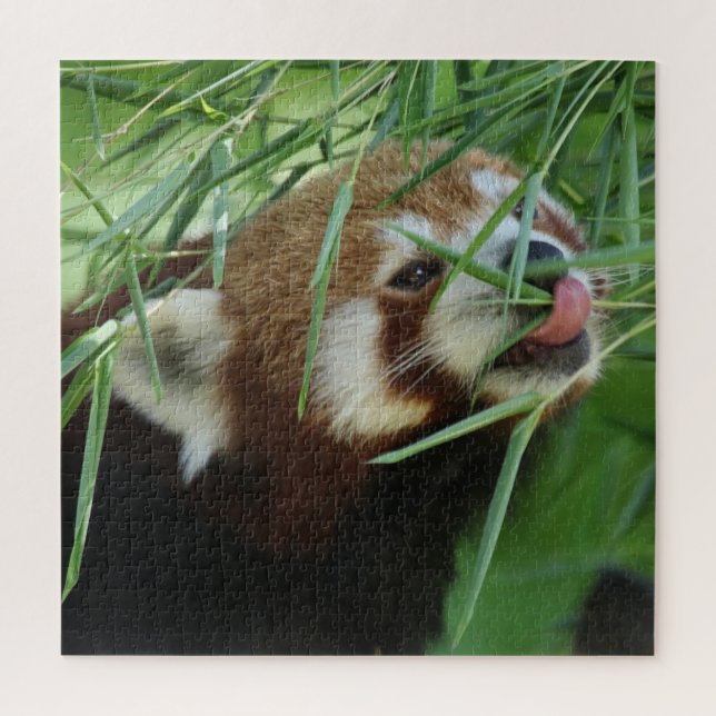 RotPanda 2020-03-03 (Vertikal)