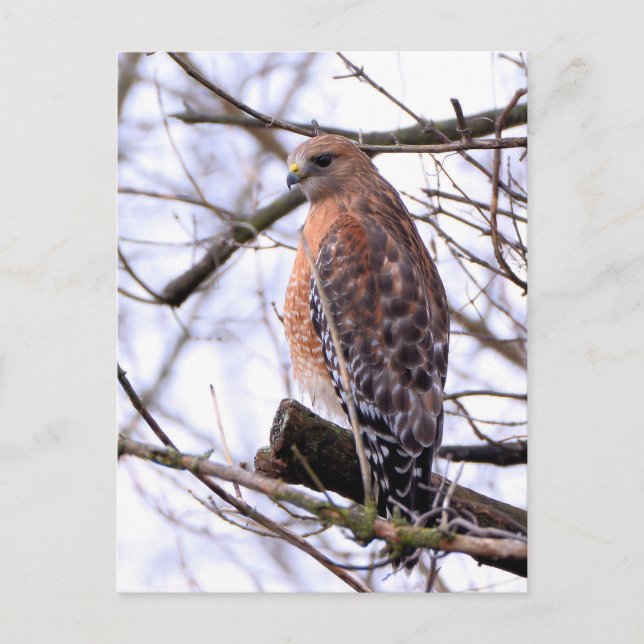 Rotrückenbussard-Postkarte Postkarte (Vorderseite)