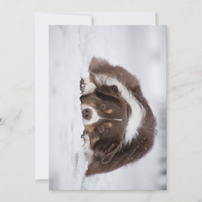 Rotschäfer Dankeskarte (Vorderseite)