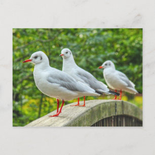 Rotschenkelkitts Postkarte