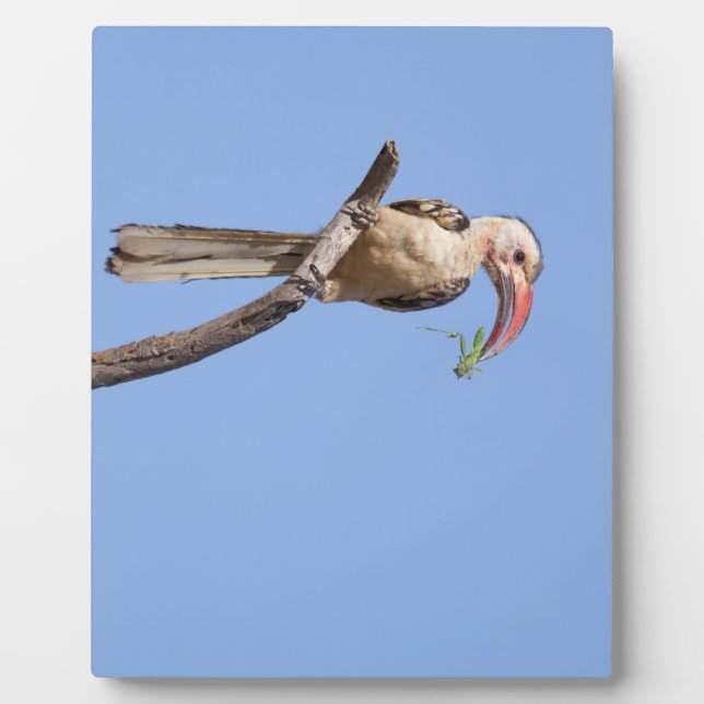 Rotschnabel Fotoplatte (Vorderseite)