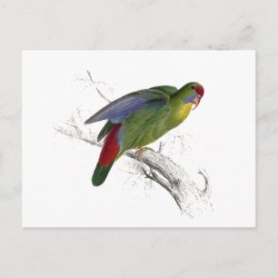Rotschnabelparrakeet Postkarte