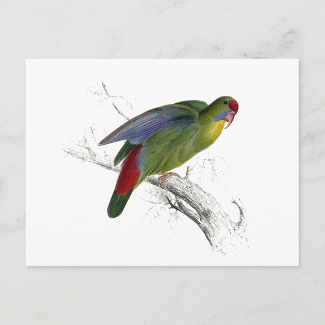 Rotschnabelparrakeet Postkarte (Vorderseite)