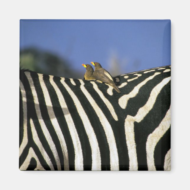 Rotschnabelspecht auf einem Zebra-Rücken - Simbabw Magnet (Vorne)