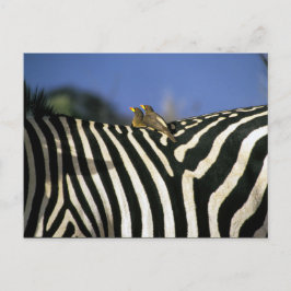 Rotschnabelspecht auf einem Zebra-Rücken - Simbabw Postkarte