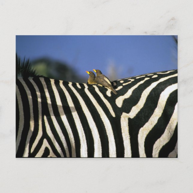 Rotschnabelspecht auf einem Zebra-Rücken - Simbabw Postkarte (Vorderseite)