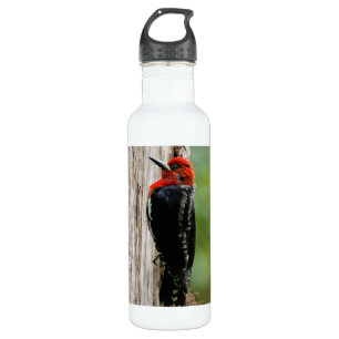 Rotschnabelspecht im Wald Edelstahlflasche