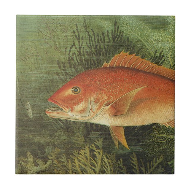 Rotschnappfisch im Ozean, Vintages Leben in der Ma Fliese (Vorderseite)