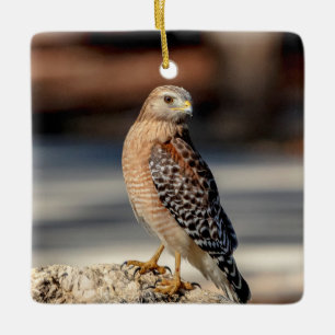 Rotschulterbussard auf einem Felsen Keramikornament