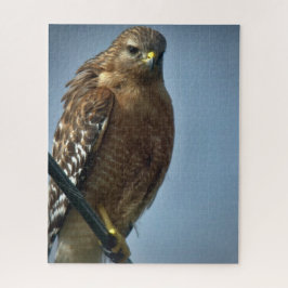 Rotschulterfalke