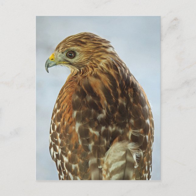 Rotschulterfalken (Buteo lineatus) Postkarte (Vorderseite)