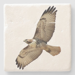 Rotschwanz Hawk Bird Wildlife Stone Untersetzer