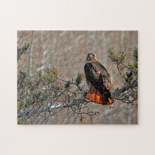 Rotschwanzbussard