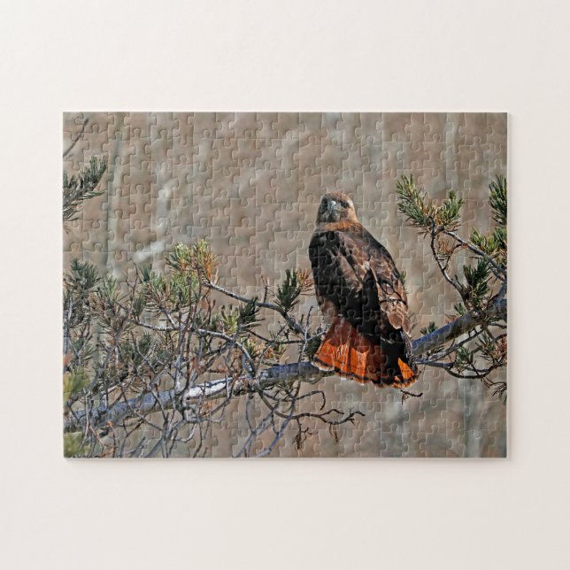Rotschwanzbussard (Horizontal)