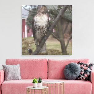 Rotschwanzbussard auf Ast sitzend 60 cm x 60 cm Leinwanddruck