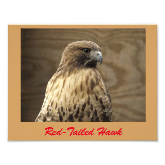 Rotschwanzbussard Foto