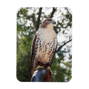 Rotschwanzbussard Magnet