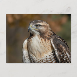 Rotschwanzbussard Nahaufnahme Postkarte