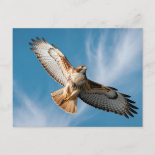 Rotschwanzbussard Postkarte
