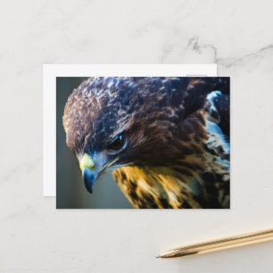 Rotschwanzbussard-Postkarte Postkarte