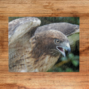 Rotschwanzbussard Raubvogel Tier