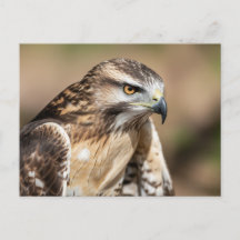 Rotschwanzbussard Sitzend