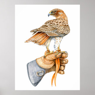 Rotschwanzfalken auf Glove Poster