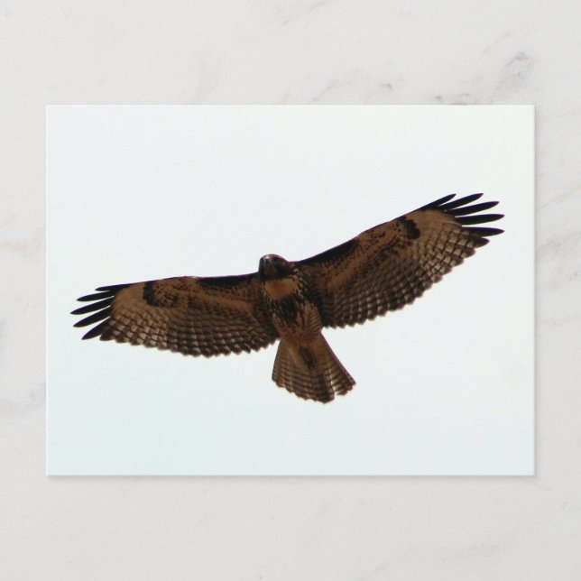 Rotschwanzfalken, Humboldt-Landkreis, CA Postkarte (Vorderseite)