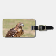 Rotschwanzfalken im Hudson-Tal