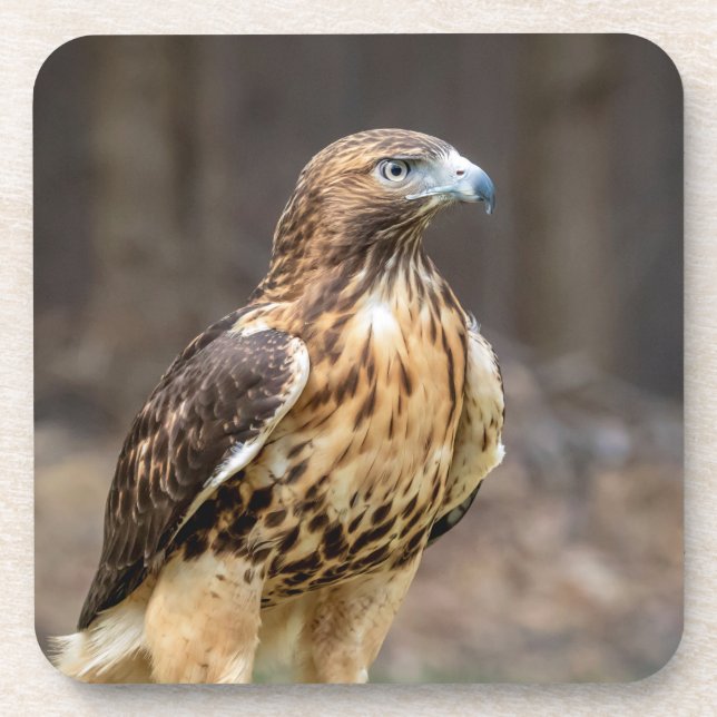 Rotschwanzfalken im Hudson-Tal Getränkeuntersetzer (Vorderseite)
