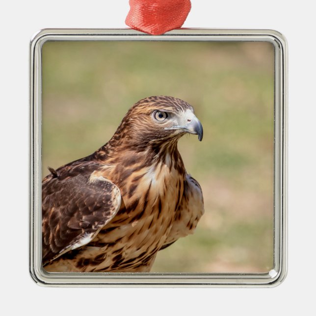 Rotschwanzfalken im Hudson-Tal Ornament Aus Metall (Vorne)