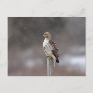Rotschwanzfalken im Hudson-Tal Postkarte