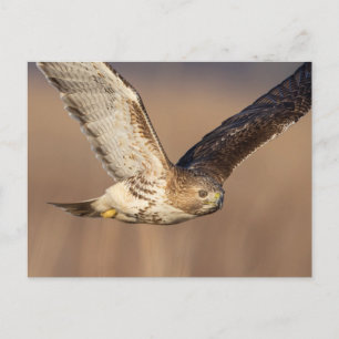 Rotschwanzfalken im Hudson-Tal Postkarte