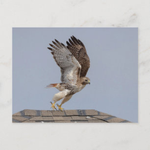 Rotschwanzfalken im Hudson-Tal Postkarte