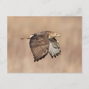 Rotschwanzfalken im Hudson-Tal Postkarte