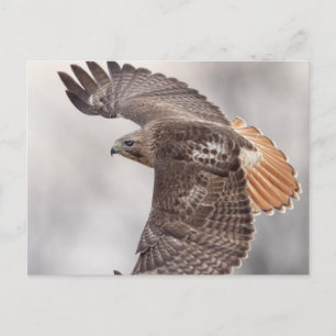 Rotschwanzfalken im Hudson-Tal Postkarte